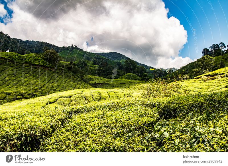 freitagstee Ferien & Urlaub & Reisen Tourismus Ausflug Abenteuer Ferne Freiheit Umwelt Natur Landschaft Himmel Wolken Pflanze Blatt Nutzpflanze Teepflanze