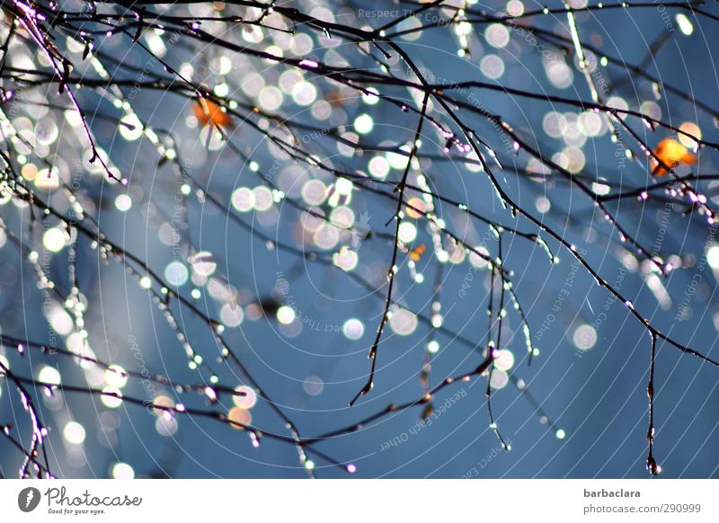 Tröpfcheninvasion Wassertropfen Himmel Sonnenlicht Herbst Baum Blatt Zweige u. Äste Tau Linie Tropfen glänzend hängen leuchten Fröhlichkeit frisch hell viele