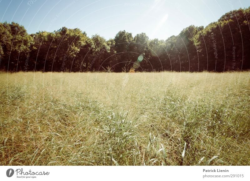 Shine Ferien & Urlaub & Reisen Sommer Sonne Sonnenbad Umwelt Natur Landschaft Pflanze Sonnenlicht Wetter Schönes Wetter Baum Gras Wiese Wald Duft Einsamkeit