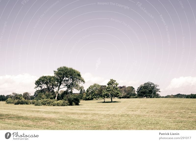 Seaside Sinnesorgane Erholung Ferien & Urlaub & Reisen Ausflug Abenteuer Freiheit Umwelt Natur Landschaft Himmel Wetter Schönes Wetter Pflanze Baum Park Wiese