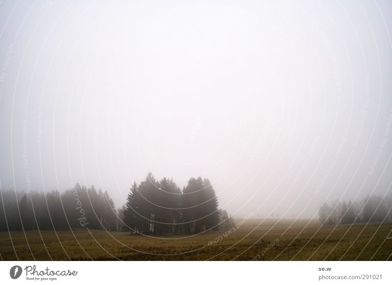 einsame seelen Umwelt Urelemente Herbst Winter schlechtes Wetter Nebel Regen Baum Park Feld Wald Hügel Berge u. Gebirge Harz Erholung dunkel kalt grau