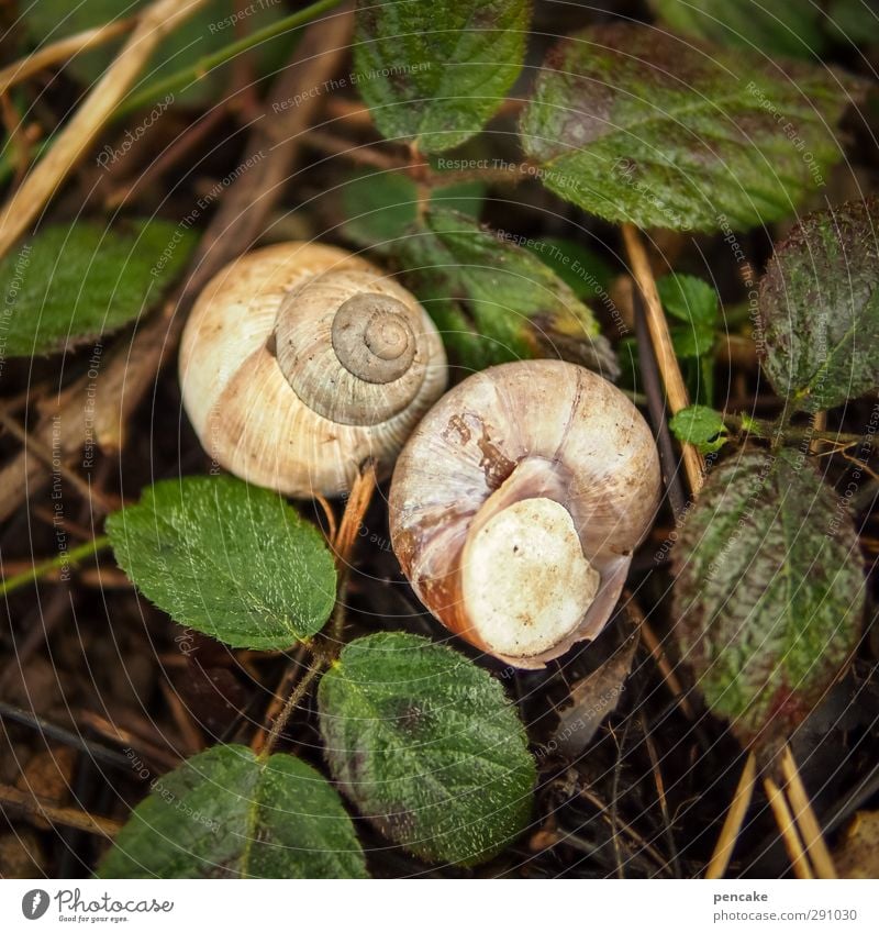 winterschlaf Natur Pflanze Tier Urelemente Erde Blatt Grünpflanze Wiese Wald Schnecke 2 Tierpaar schlafen warten schön einzigartig wild geduldig ruhig