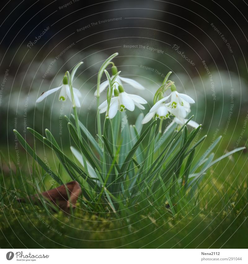 Lust auf Frühling Umwelt Natur Pflanze Erde Schönes Wetter Blume Moos Blatt Blüte Garten Wiese Wald weiß Schneeglöckchen Frühlingsgefühle Frühlingsblume