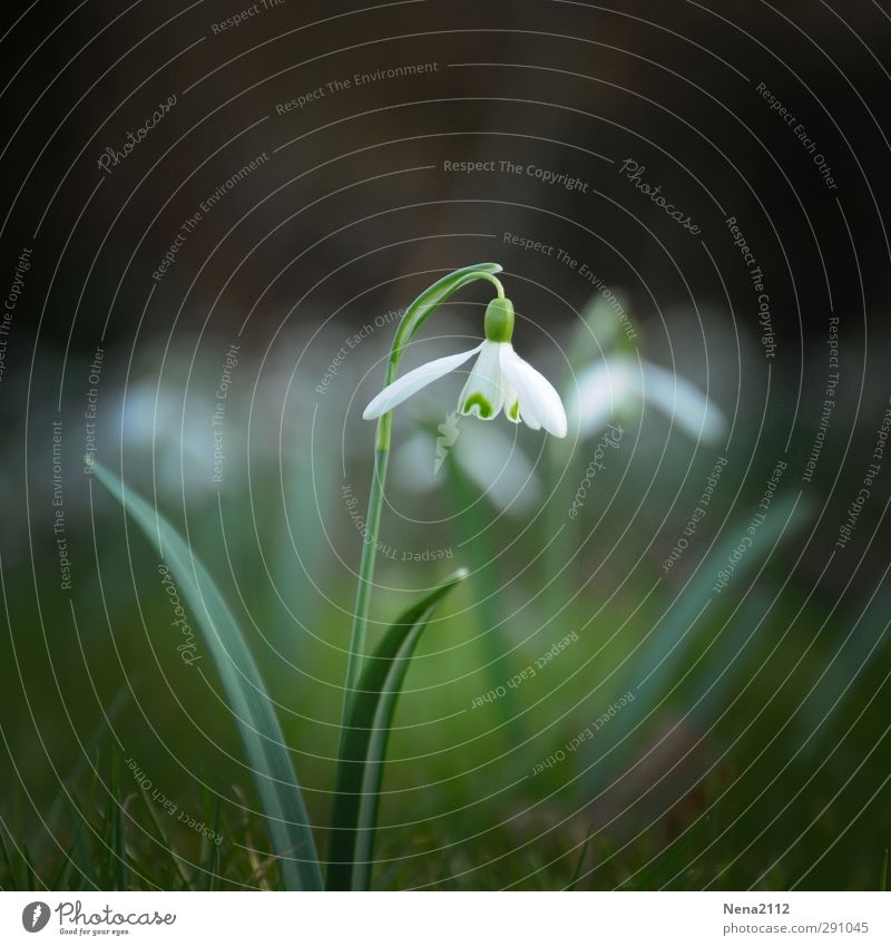 Frühlingserwachen Umwelt Natur Pflanze Erde Schönes Wetter Blume Gras Moos Blatt Blüte Garten Park Wiese Wald weiß Frühlingsgefühle Frühlingsblume