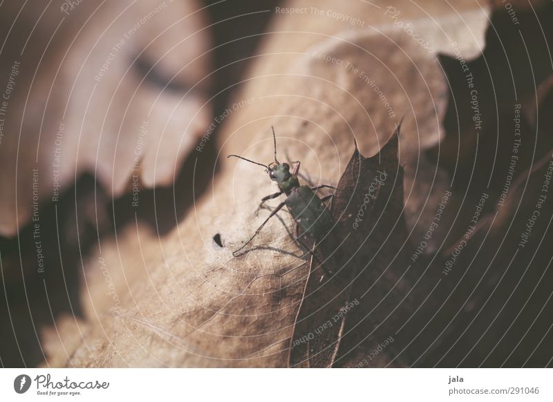 käfer Umwelt Natur Herbst Blatt Tier Wildtier Käfer 1 natürlich Farbfoto Außenaufnahme Menschenleer Tag Licht Schatten