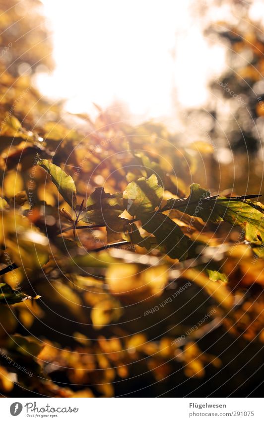 I see the light Umwelt Natur Landschaft Pflanze Tier Klima Klimawandel Wetter Schönes Wetter Baum Park Wald Urwald schön Herbstlaub herbstlich Herbstbeginn