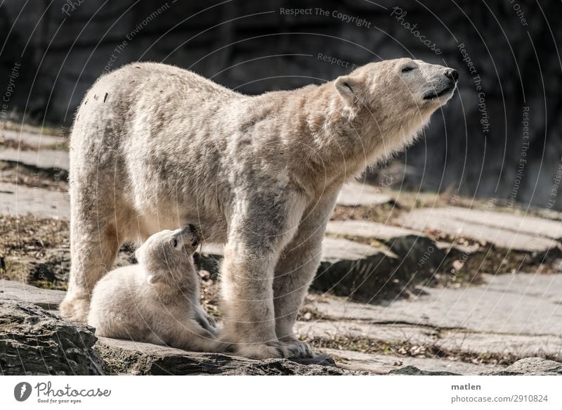 Säugling Tier Tiergesicht Fell 2 Tierjunges Tierfamilie trinken niedlich braun grau weiß Eisbär Baby Mutter Säugetier stillen Farbfoto Gedeckte Farben