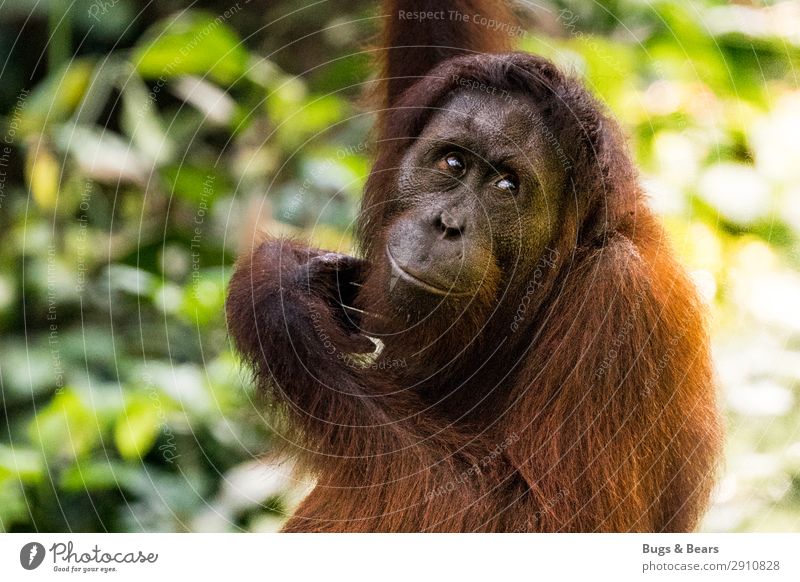 Orang Utan Natur Tier Klimawandel Wald Urwald Wildtier Abenteuer Ferien & Urlaub & Reisen Orang-Utan Affen Menschenaffen Artenschutz Umweltschutz Nationalpark