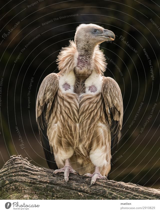 Wally Baum Tier Vogel 1 beobachten dunkel nackt braun weiß Wegsehen Geier Farbfoto Gedeckte Farben Außenaufnahme Nahaufnahme Textfreiraum links