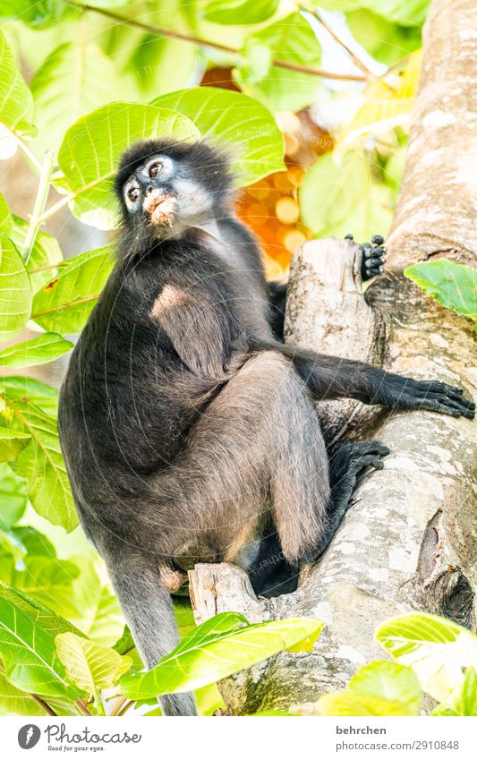 klammeraffe aufmerksam beobachten niedlich augen brillenlanguren Licht Tag Menschenleer Kontrast Tierporträt Wildnis Außenaufnahme Farbfoto exotisch Malaysia