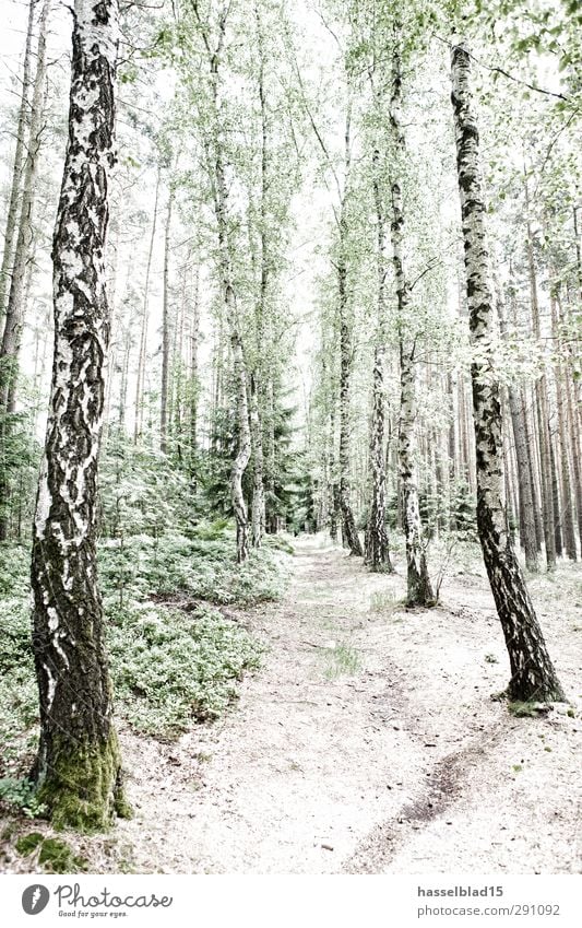 Birkenwald Tourismus Umwelt Natur Landschaft Pflanze Tier Urelemente Erde Frühling Sommer Klima Klimawandel Wetter Schönes Wetter Unwetter Baum Blume Wald Hügel