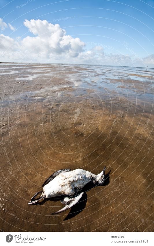 Toter Vogel Umwelt Natur Tier Totes Tier Fährte Möwenvögel Tod 1 Zufriedenheit Horizont Umweltverschmutzung Umweltschutz Farbfoto Gedeckte Farben mehrfarbig