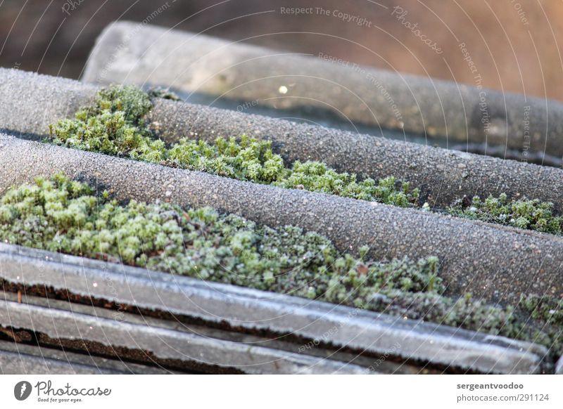 Moos auf Dachpfanne im Winter Umwelt Wetter Eis Frost Dachziegel Beton bauen liegen alt eckig kalt nah schön unten grau grün Stimmung Schutz ruhig beweglich