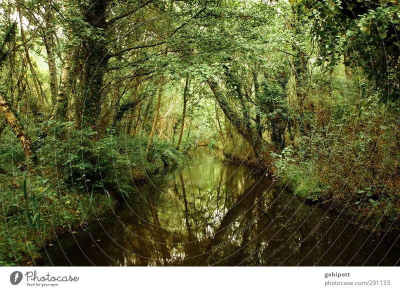 Neulich im Dschungel Umwelt Natur Landschaft Pflanze Urelemente Baum Grünpflanze Wildpflanze Wald Urwald Bach dunkel natürlich grün entdecken Zufriedenheit