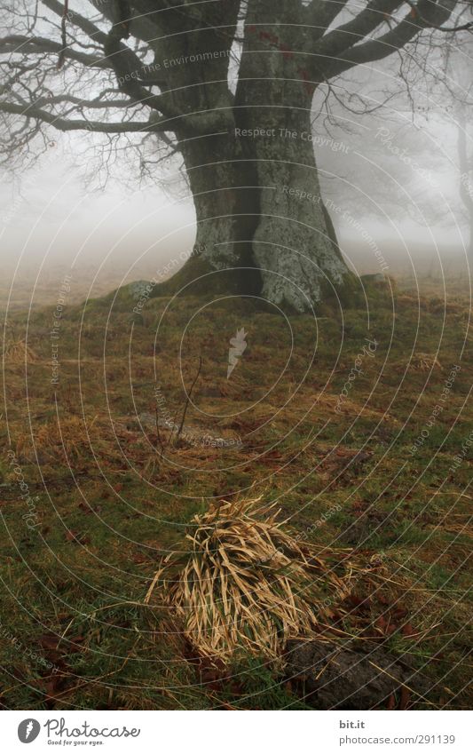 bissel Grasbüschel Natur Landschaft Pflanze Erde Herbst Winter Klima Nebel Baum Moos Hügel Felsen Berge u. Gebirge kalt stagnierend Stimmung Endzeitstimmung