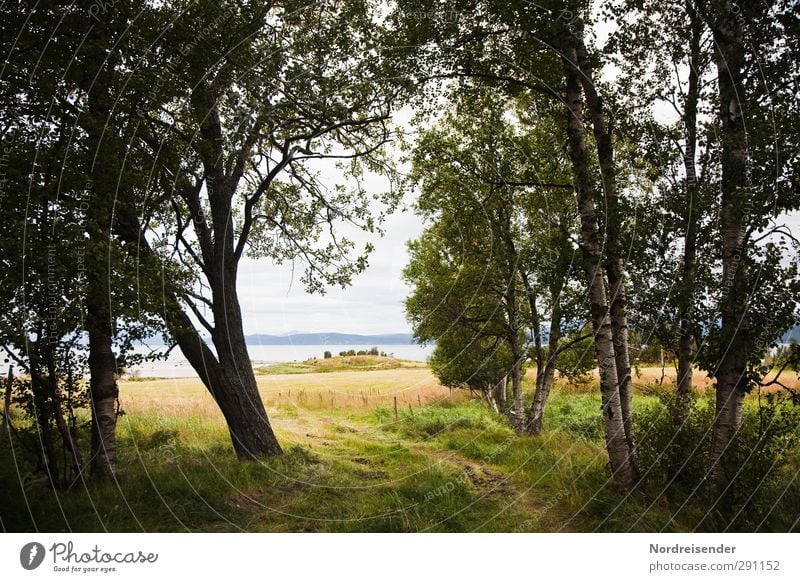 Weg am See ruhig Ferien & Urlaub & Reisen Ausflug Sommer Sommerurlaub Natur Landschaft Wasser Schönes Wetter Baum Wiese Feld Wald Seeufer Wege & Pfade Erholung