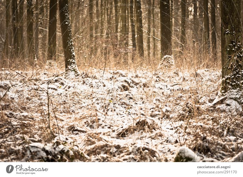 winter wonderland Landschaft Pflanze Winter Schnee Baum Wiese ästhetisch Freundlichkeit natürlich positiv schön braun orange Stimmung Lebensfreude Optimismus