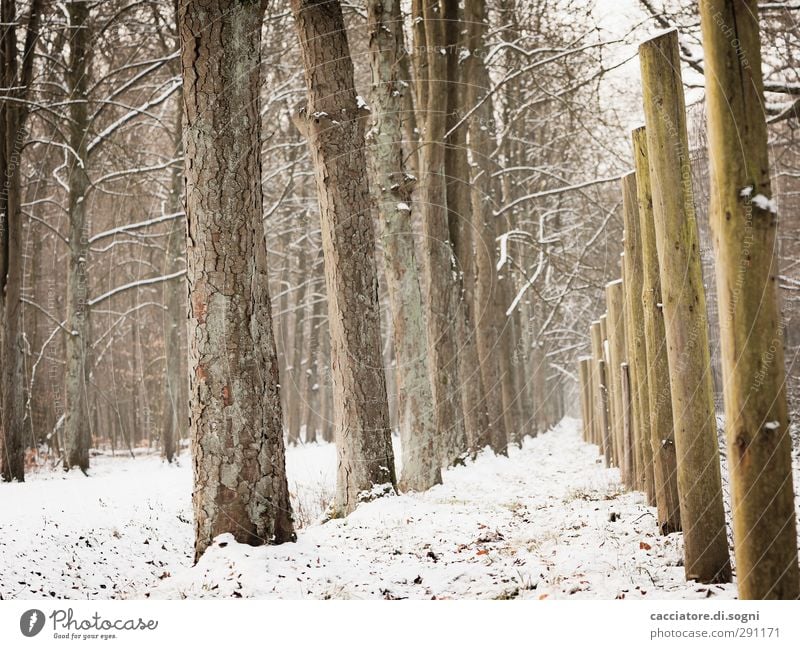 similar but different Winter Schnee Baum Wald Zaun Wege & Pfade Holzpfahl Linie außergewöhnlich einfach Freundlichkeit hoch braun weiß Stimmung Tatkraft