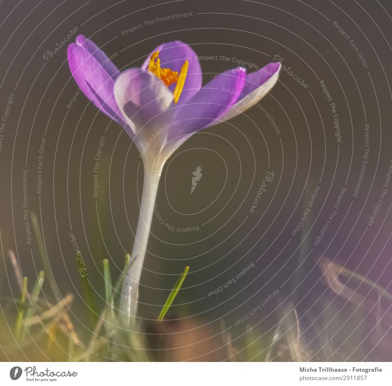 Krokus im Sonnenlicht Ostern Natur Pflanze Frühling Schönes Wetter Blume Gras Krokusse Wiese Blühend Duft glänzend leuchten klein nah natürlich gelb grün