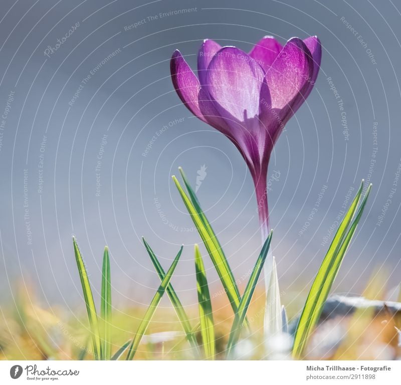 Krokus in der Frühlingssonne Natur Pflanze Himmel Sonnenlicht Schönes Wetter Blume Gras Krokusse Wiese Blühend glänzend leuchten Wachstum ästhetisch Duft nah