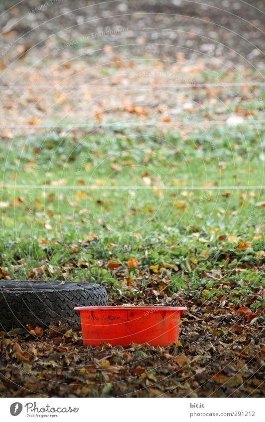 Wasserschüssel für den Wasserbüffel Umwelt Natur Landschaft Erde Gras Wiese Feld liegen stehen alt frisch natürlich grün rot Umweltverschmutzung Autoreifen