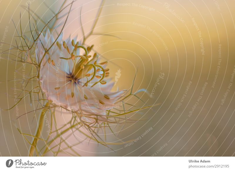 Jungfer im Grünen - Einzelne weiße Blüte vor dezenten weichen Hintergrund Schwache Tiefenschärfe Unschärfe elegant Gegenlicht Sonnenlicht Hintergrund neutral