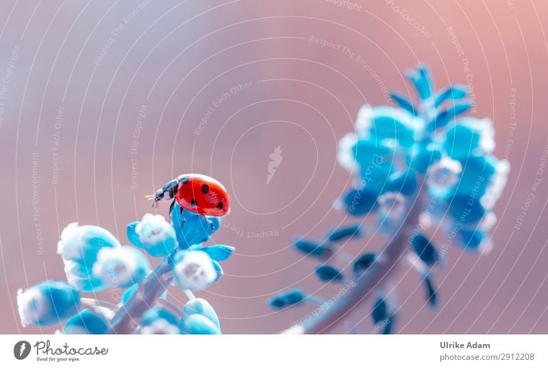 Marienkäfer Postkarte Geburtstag Natur Pflanze Tier Frühling Blume Blüte Traubenhyazinthe Garten Käfer Insekt 1 krabbeln leuchten natürlich blau rot Glück