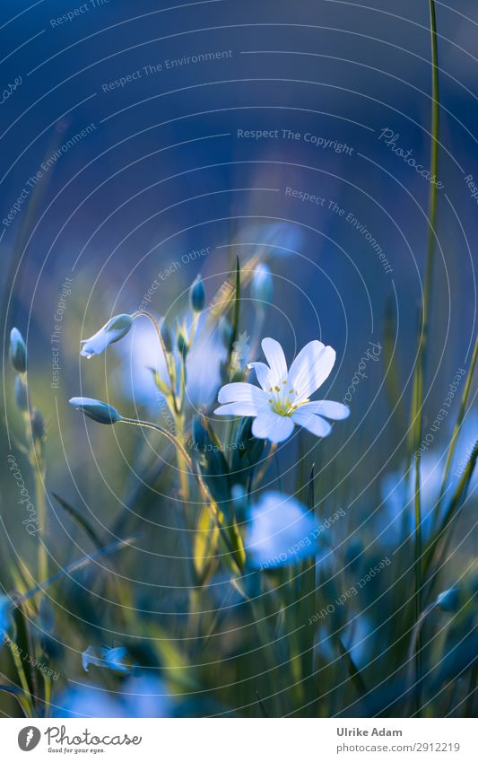 Sternmiere im Abendlicht - Natur Wellness harmonisch Wohlgefühl Zufriedenheit Erholung ruhig Meditation Spa Tapete Buchcover Postkarte Feste & Feiern Pflanze