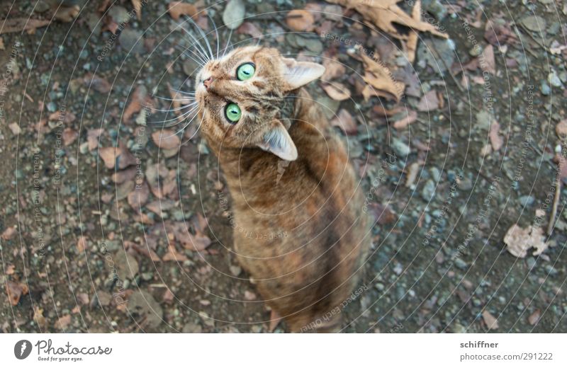 Lass fallen! Tier Haustier Katze Tiergesicht 1 Tierjunges Blick fixieren verrenken Vogelperspektive Hauskatze Tigerkatze Tigerfellmuster Bodenbelag Schnurrhaar