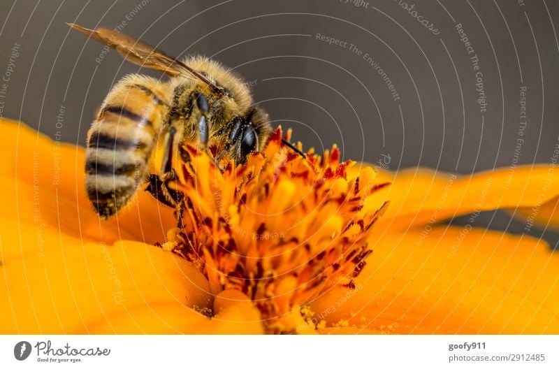 Arbeitstier Ausflug Expedition Sonne Umwelt Natur Pflanze Tier Sonnenlicht Frühling Sommer Schönes Wetter Blume Blüte Garten Park Wiese Nutztier Wildtier Biene