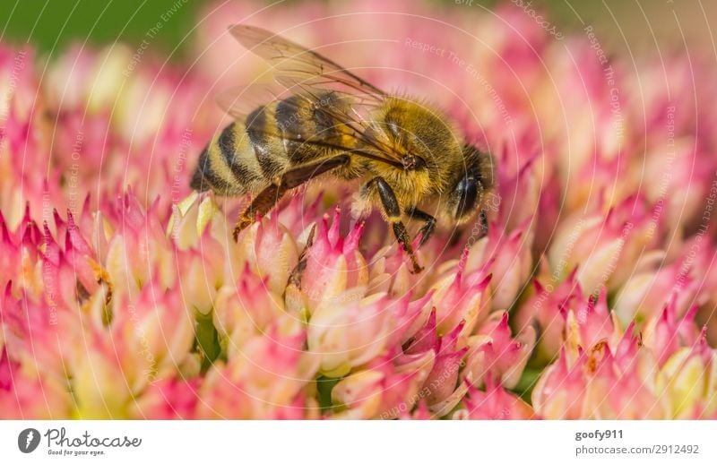 Auf ins Wochende Ausflug Expedition Sommer Umwelt Natur Pflanze Tier Frühling Blume Blüte Garten Park Wiese Nutztier Wildtier Biene Tiergesicht Flügel Fell 1