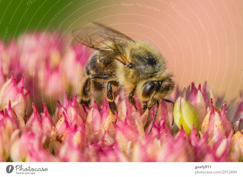 Harte Arbeit elegant Ausflug Abenteuer Expedition Sommer Umwelt Natur Pflanze Tier Sonnenlicht Frühling Blume Blüte Garten Park Wiese Nutztier Wildtier Biene