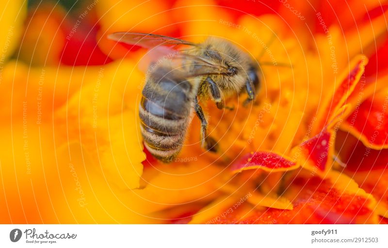 Fleißiges Bienchen III Ausflug Umwelt Natur Pflanze Tier Frühling Sommer Blume Blüte Garten Park Wiese Nutztier Wildtier Biene Arbeit & Erwerbstätigkeit Blühend