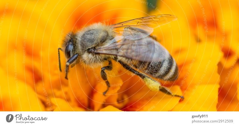 Fleißiges Bienchen II Ausflug Abenteuer Sommer Umwelt Natur Pflanze Frühling Blume Blüte Garten Park Wiese Tier Nutztier Wildtier Biene Flügel Fell 1