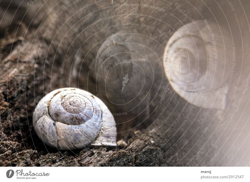 Die Traumwelt der alten Schnecke Tier Totes Tier Schneckenhaus 1 Holz Spirale liegen außergewöhnlich dunkel gruselig kalt natürlich Sorge Trauer Tod träumen