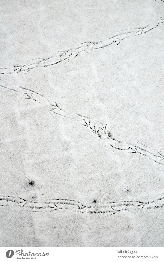 Wandervögel Ausflug Winter Schnee wandern Tier Wetter Eis Frost Platz Terrasse Vogel Krallen Fährte Bewegung gehen laufen Tanzen sportlich weiß Leben Fernweh