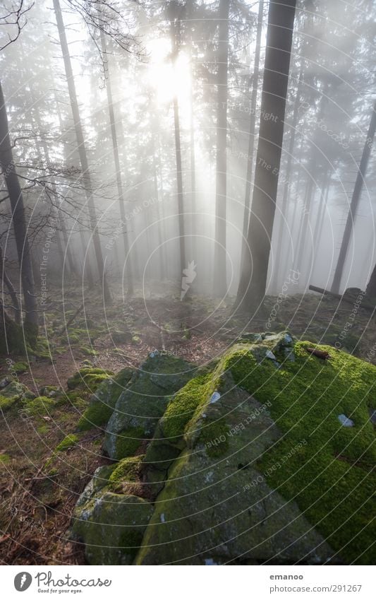 Zauberwald Ferien & Urlaub & Reisen Ausflug Berge u. Gebirge wandern Natur Landschaft Pflanze Luft Wasser Wolken Sonne Klima Wetter Nebel Baum Hügel Felsen hell