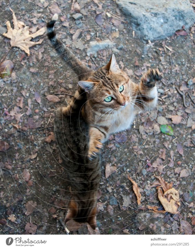 Her damit! Tier Haustier Wildtier Katze Tiergesicht Krallen Pfote 2 Tierpaar Jagd Blick Tigerkatze Tigerfellmuster Tierjunges Vogelperspektive fangen kratzen