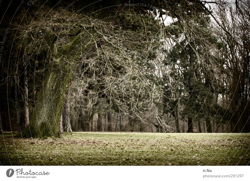 wo ist mein Prinz Natur Landschaft Winter Baum Gras Park Wachstum alt natürlich retro braun grau grün schwarz entdecken Erholung Umwelt Umweltschutz