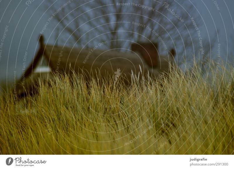 Darß Ferien & Urlaub & Reisen Häusliches Leben Haus Umwelt Natur Pflanze Gras Küste Ostsee Hütte Dach natürlich Wärme Stimmung Idylle ruhig Düne Stranddüne