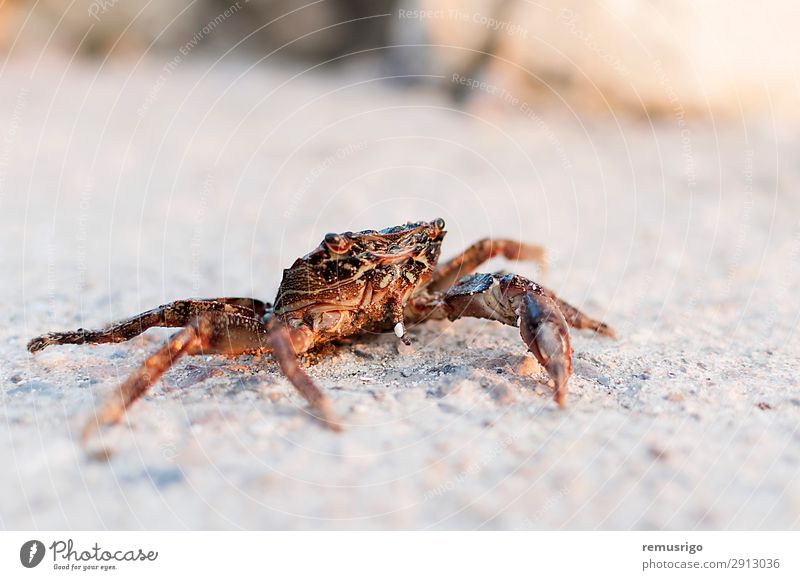 Krebs aus dem Meer gefischt Sommer Sonne Tier Sand Straße sitzen fangen Krabbe Schmarotzerrosenkrebs Fisch Markt Pazifik Panzer Farbfoto Außenaufnahme Tag