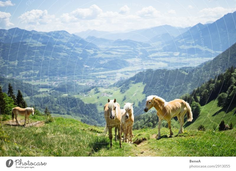 Pferde vor bayerischer und österreichischer Berglandschaft alpin Alpen Österreich Bayern Blauer Himmel Aufstieg Spaß Deutschland Wanderung wandern Island Freude