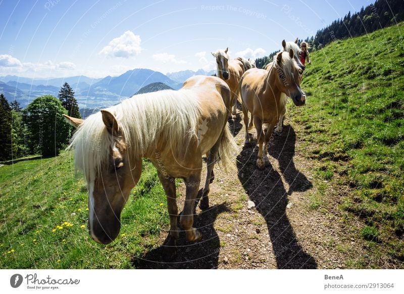 Pferde vor bayerischer und österreichischer Berglandschaft alpin Alpen Österreich Bayern Blauer Himmel Aufstieg Spaß Deutschland Wanderung wandern Island Freude