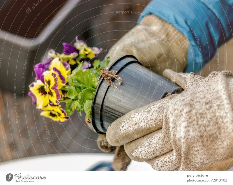 Primel wird gepflanzt Wellness Freizeit & Hobby Ferien & Urlaub & Reisen Umwelt Natur Klimawandel Blatt Blüte Grünpflanze Topfpflanze Umweltverschmutzung