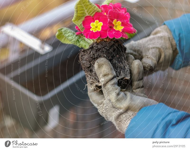 Primelgewächse mit Handschuhen gehalten Lifestyle Freizeit & Hobby Umwelt Natur Frühling Sommer Klimawandel Dorf Kleinstadt Stadtrand Balkon Terrasse Garten