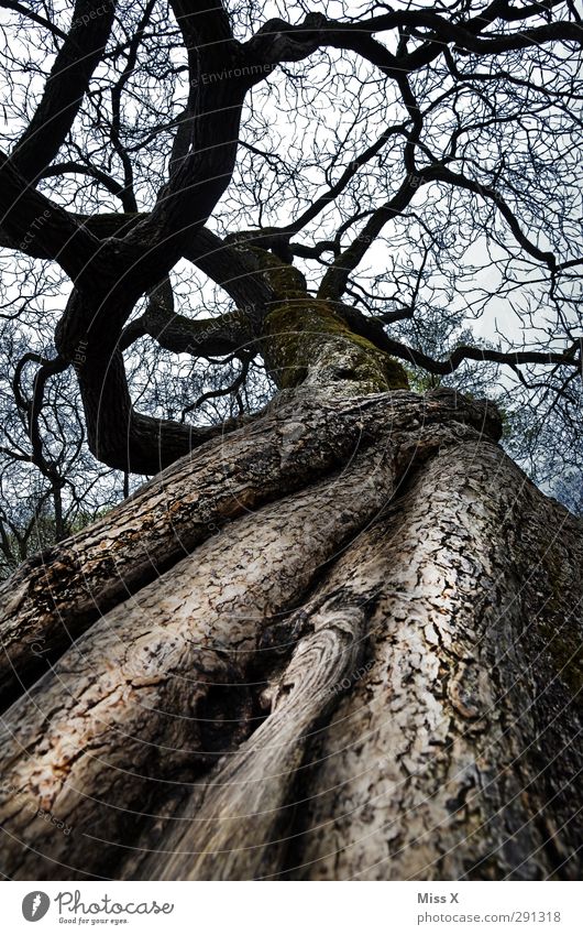 weibliches Holz Erde Winter Baum feminin Ast Zweig Scheide Baumstamm Wurzel Baumrinde alt Schamlippen Farbfoto Gedeckte Farben Außenaufnahme Menschenleer