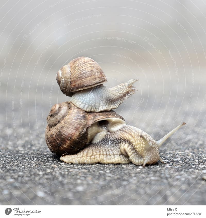 schneller Papa! Tier Schnecke 2 Tierjunges Tierfamilie lustig krabbeln Familie & Verwandtschaft Schneckenhaus Fühler langsam Farbfoto Gedeckte Farben