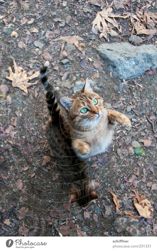 Biddööö! Tier Haustier Wildtier Katze Tiergesicht Krallen Pfote 2 Tierpaar frech betteln Jagd Blick Tigerfellmuster Tigerkatze Tierjunges Futter Wunsch Gier