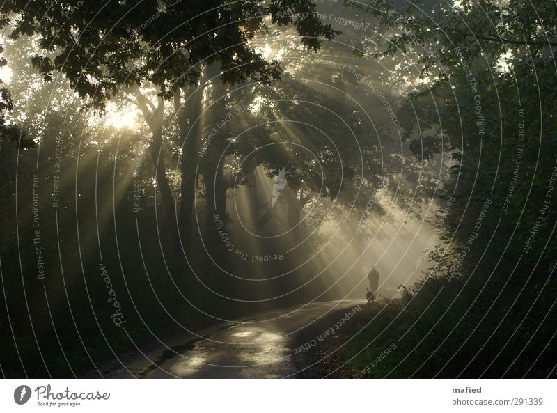 Weg ins Licht Frau Erwachsene Natur Sonne Winter Schönes Wetter Nebel Baum Sträucher Wald Hund gehen wandern braun gelb gold grün schwarz Gelassenheit ruhig