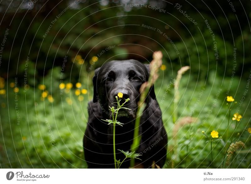 Schnüffelnase Sommer Blume Gras Sträucher Blüte Wildpflanze Garten Wiese Haustier Hund Labrador Retriever 1 Tier Blühend Duft entdecken gelb grün schwarz Geruch